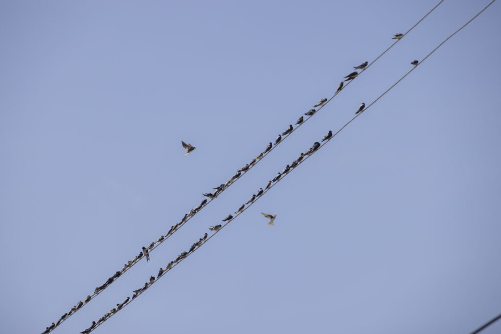 Birds perched on power lines on Ndeda Island.